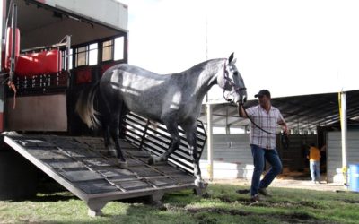 Toluca es sede del Festival Internacional del Caballo Lusitano. Foto: Cortesía.